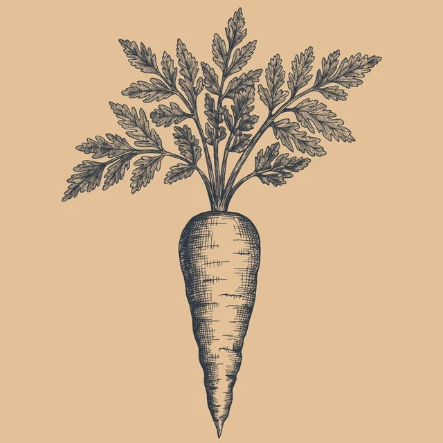 Gezeichnete Illustration einer Karotte