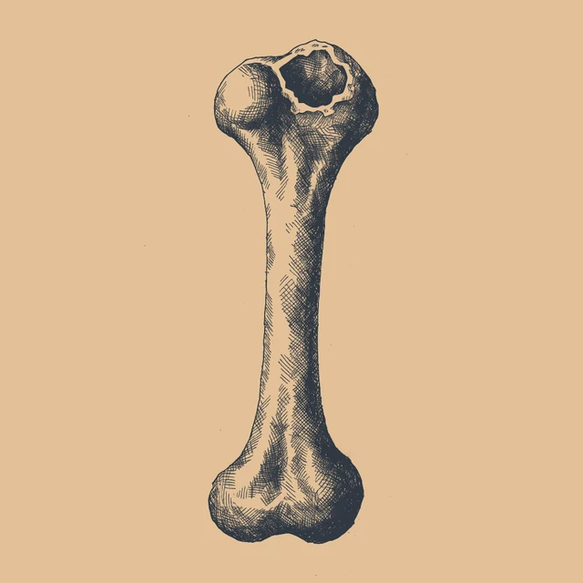 Gezeichnete Illustration eines Knochens