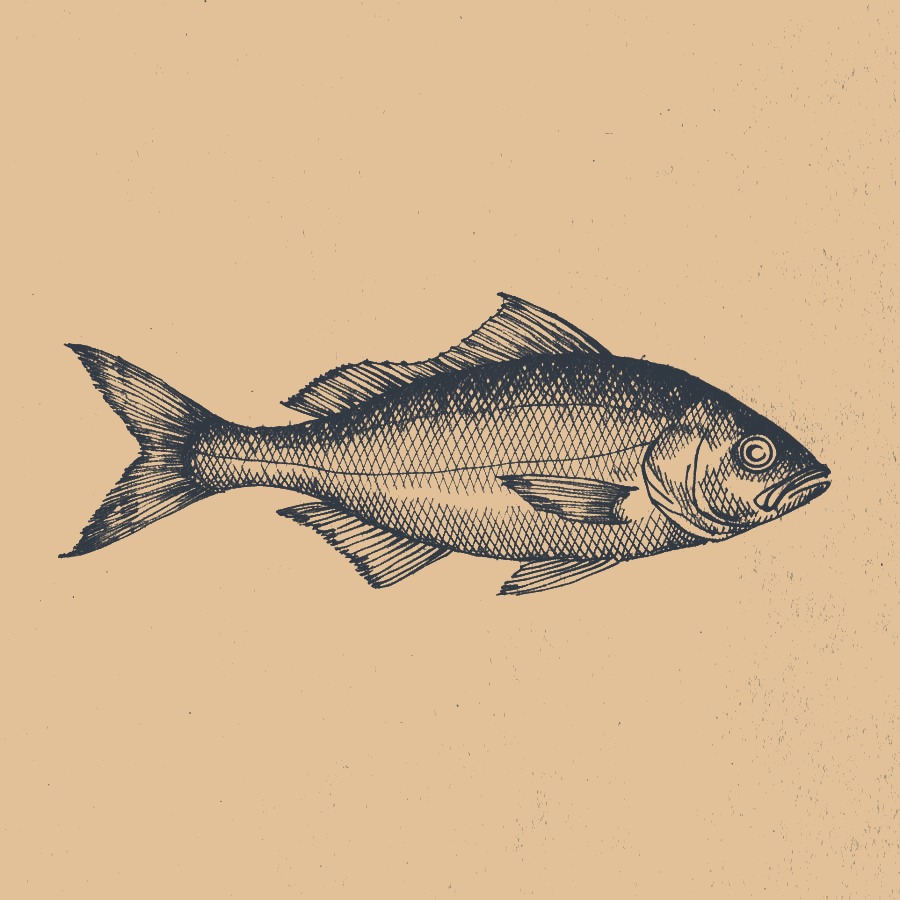 Gezeichnete Illustration eines Fisches