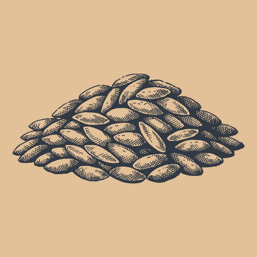 Gezeichnete Illustration von Getreide
